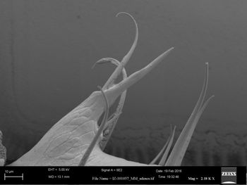 Media type: image;   Invertebrate Zoology 147385   shows cataloged_item 147385